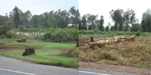 KFS Breaks Silence on Alleged Illegal Logging at Ngong Hills Forest, Reveals What Is Happening
